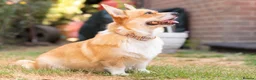 Welsh Corgi Pembroke dogs for sale: Beautiful Welsh Pembroke corgi female  - Advert 1