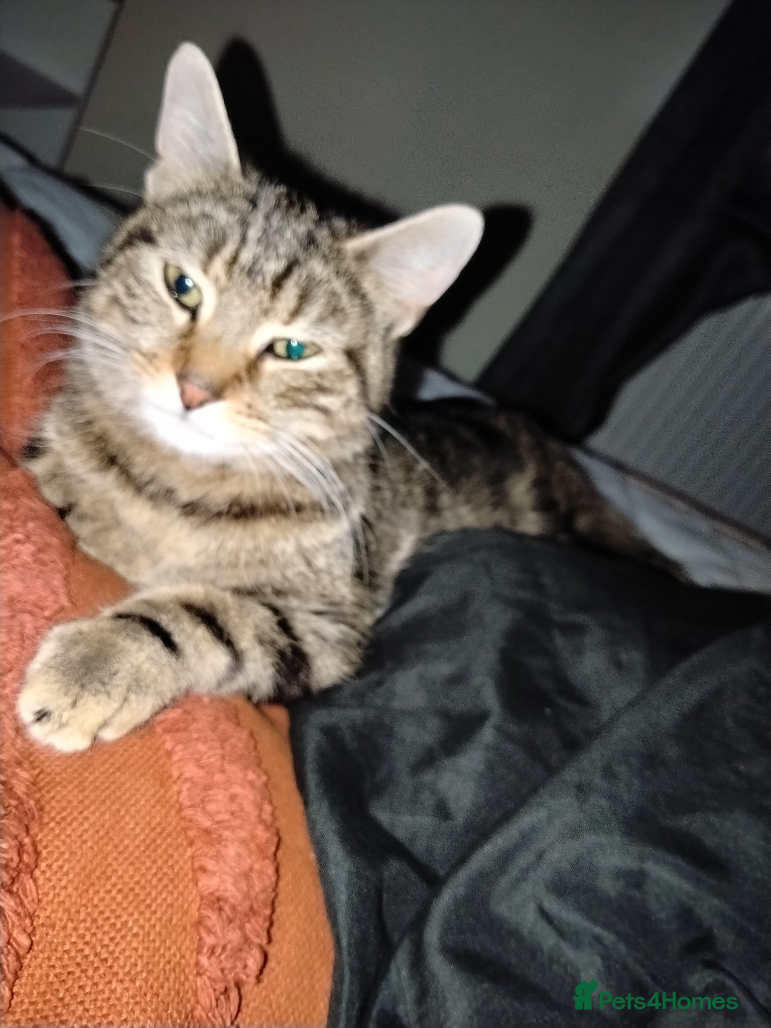 Mixed Breed cats Last kitten ready to go!  - Advert 3