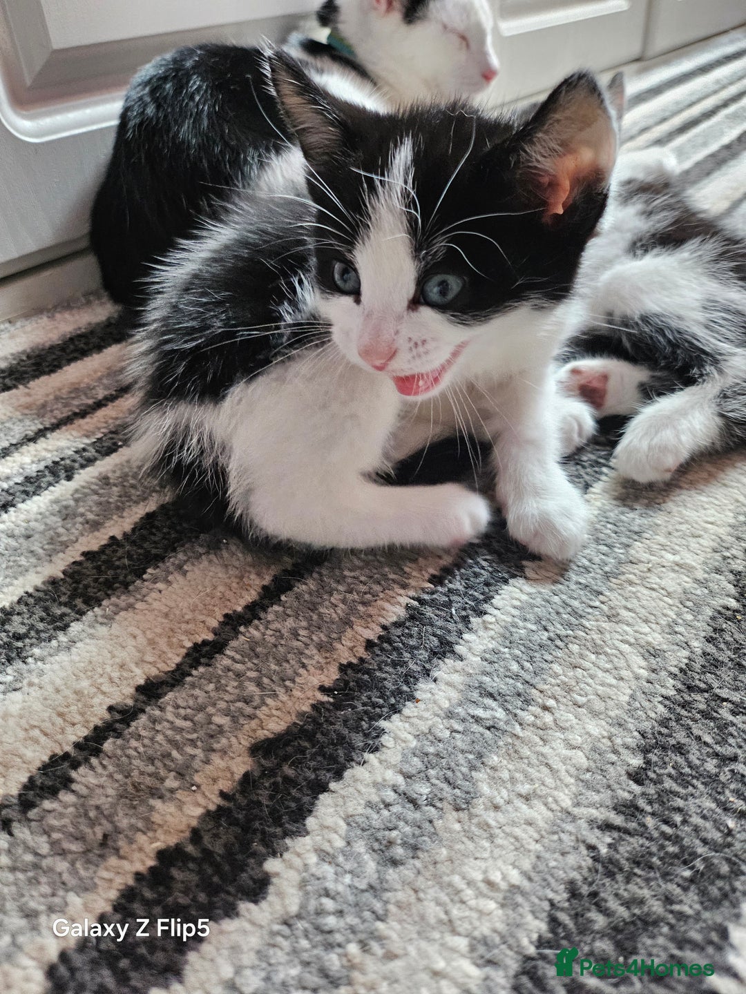 Mixed Breed cats for sale: Fluffy black and white. - Image 10