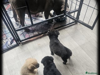 French Bulldog dogs - Advert 29