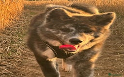 Japanese Akita Inu dogs for sale: Koda (7 months old) - Image 2