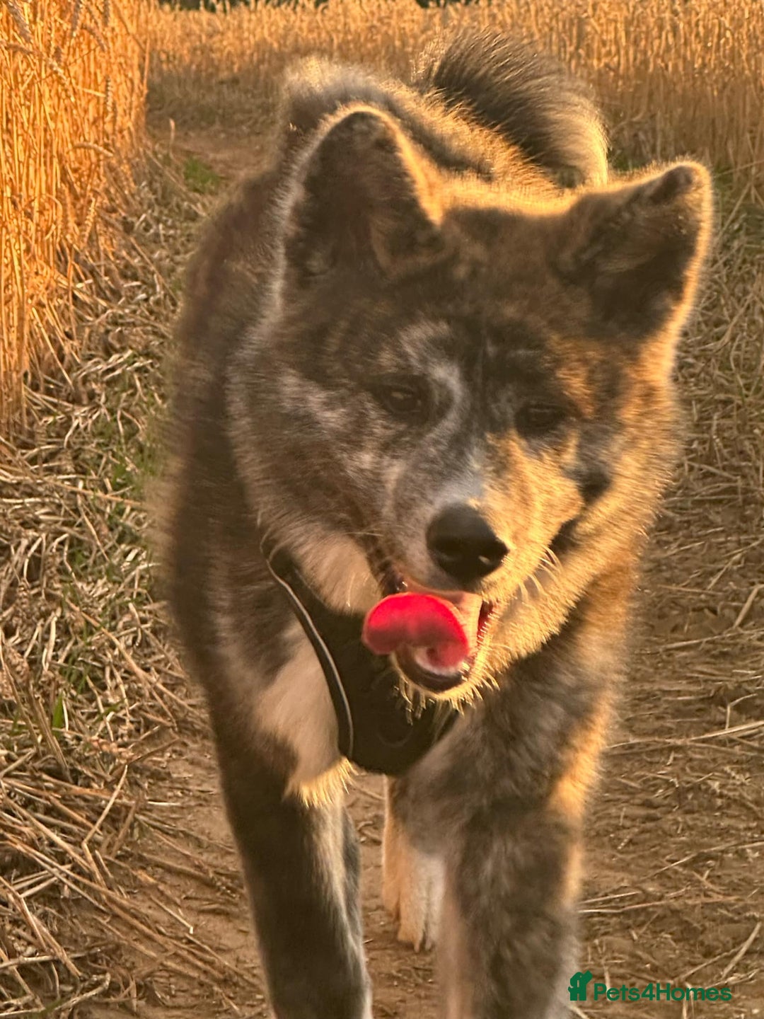 Japanese Akita Inu dogs for sale: Koda (7 months old) - Image 2