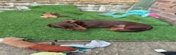 Dachshund dogs for sale: Dachshund Puppy - Advert 2