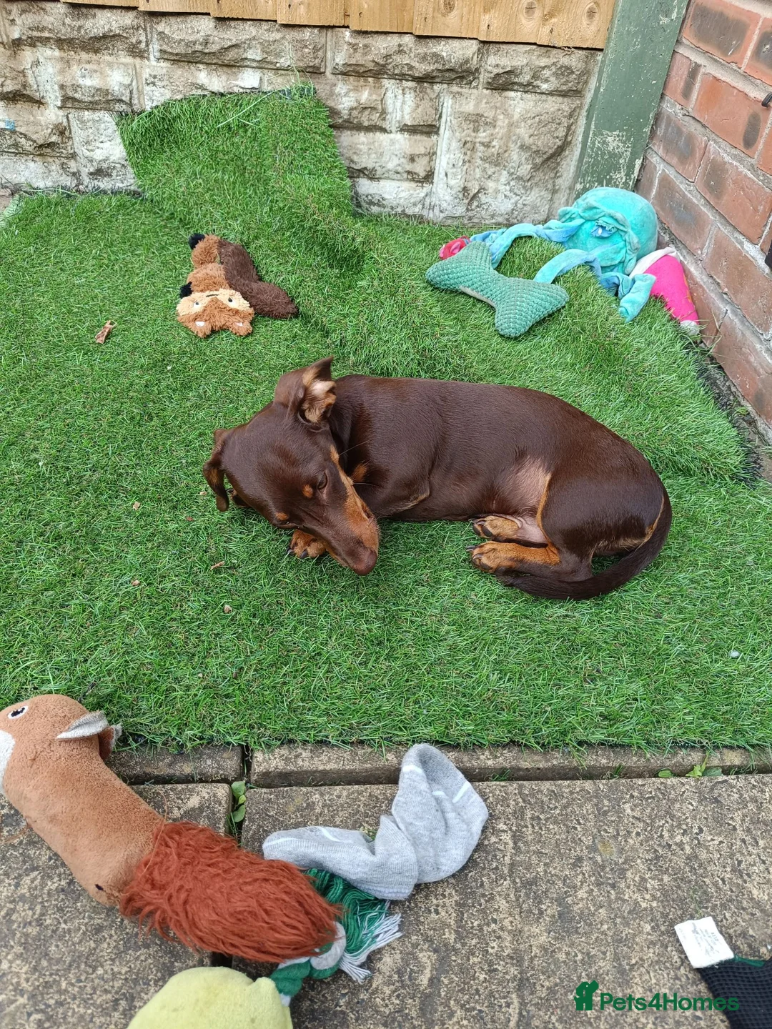 Dachshund dogs for sale: Dachshund Puppy - Advert 2