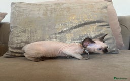 Devon Rex cats for sale: Two Adorable Devon Rex Kittens 💙🩷 - Image 10