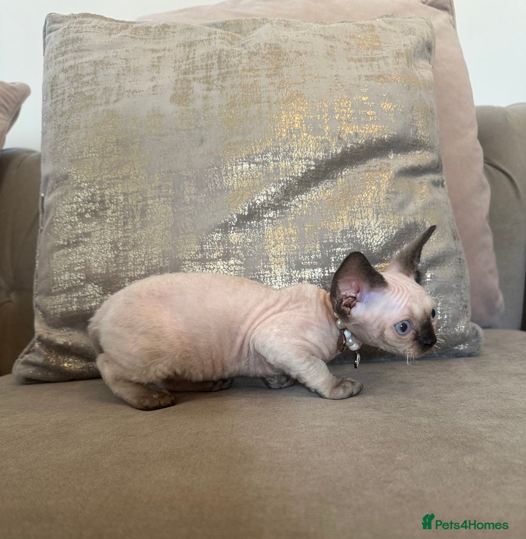Devon Rex cats for sale: Two Adorable Devon Rex Kittens 💙🩷 - Image 10