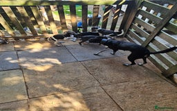 Whippet dogs for sale: 3 quarter whippet quarter collie pups - Image 6