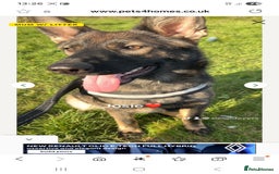 Mixed Breed dogs for sale: Tilly the Sheprador GSD/Lab cross - Image 17