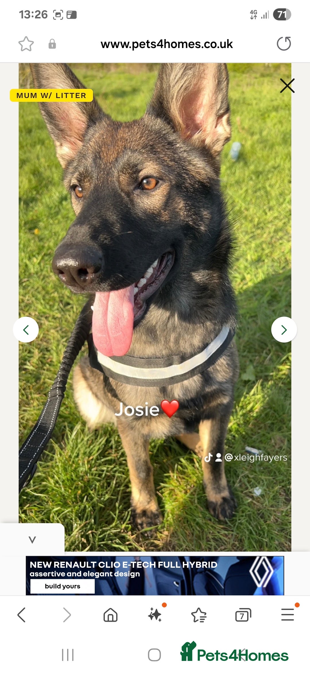 Mixed Breed dogs for sale: Tilly the Sheprador GSD/Lab cross - Image 17