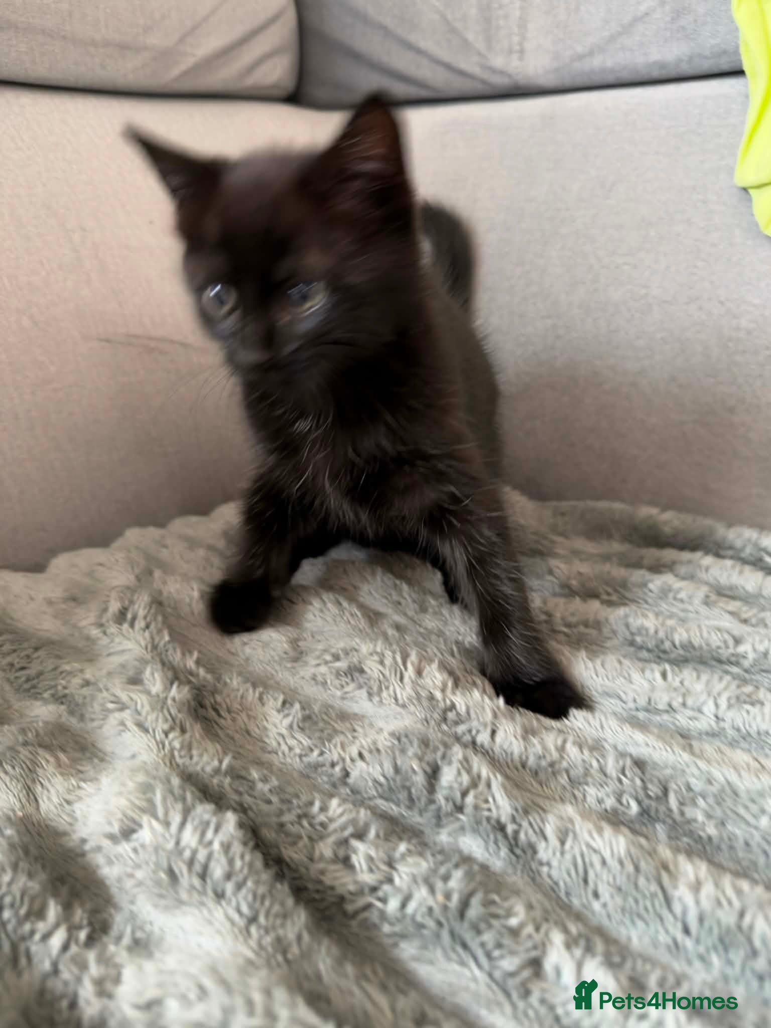 Russian Blue cats for sale: Russian blue kittens mixed - Advert 3