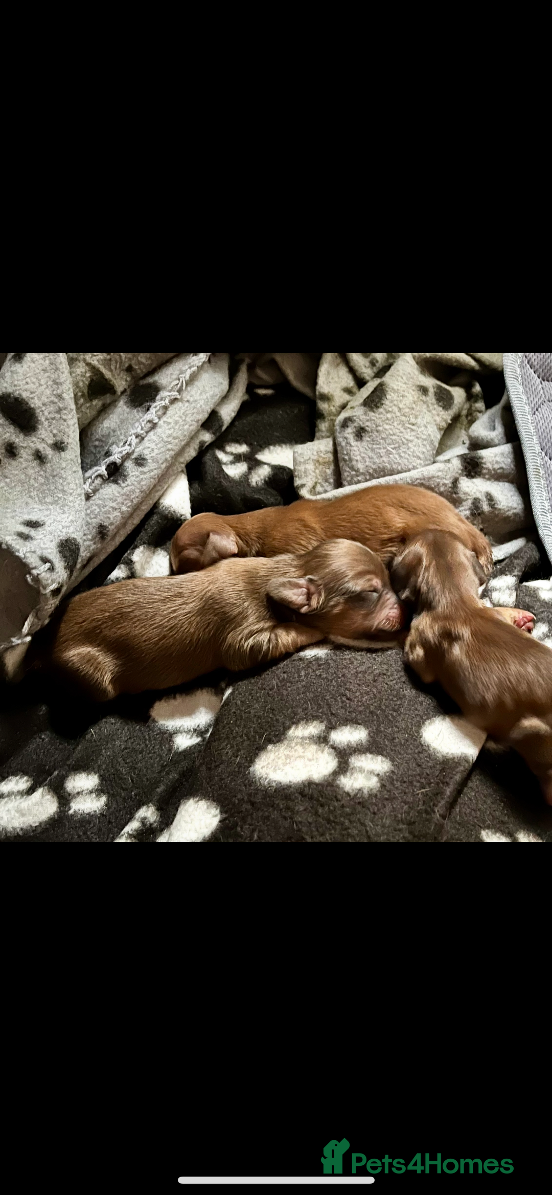 Miniature Dachshund dogs for sale: KC reg longhair haired miniature dachshunds  - Image 5