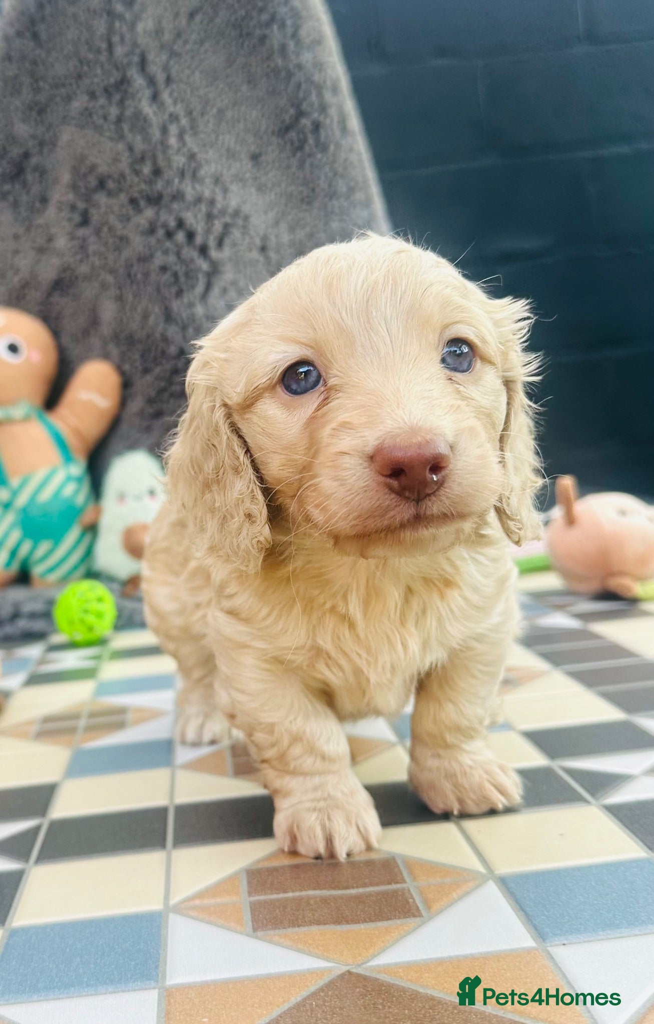 Miniature Dachshund dogs Stunning KC Cream Long Haired Miniature Dachshunds - Advert 1