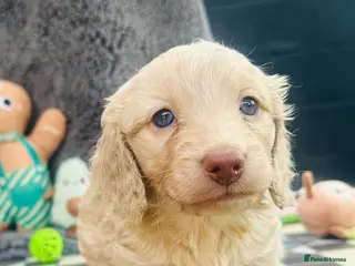 Miniature Dachshund dogs Stunning KC Cream Long Haired Miniature Dachshunds - Advert 1