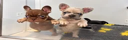 French Bulldog dogs for sale: READY NOW KC French Bulldogs - Advert 7