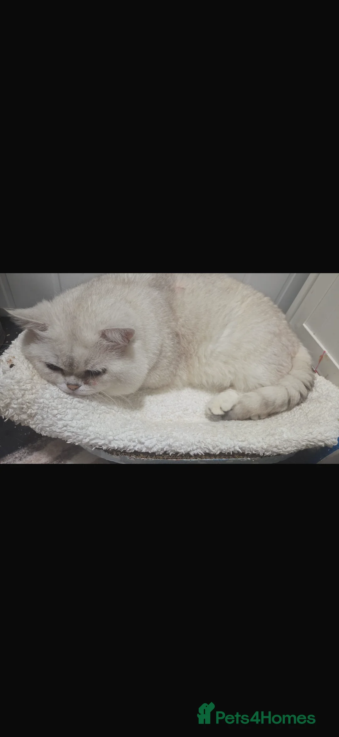 British Shorthair cats for sale: Stunning BSH kittens READY NOW COLLECT TODAY - Advert 3