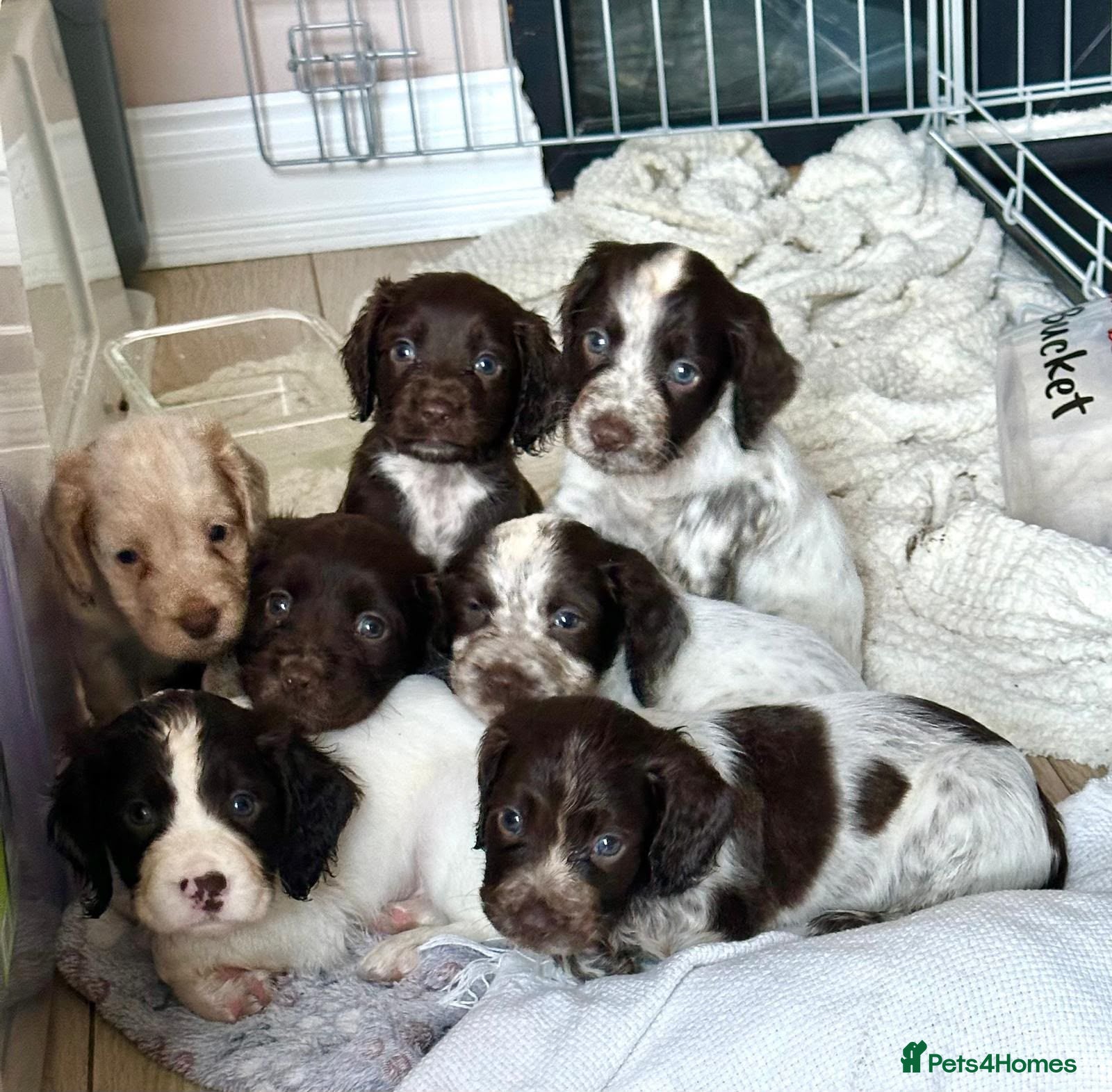 Cocker Spaniel dogs KC registered, fully health tested working cockers - Advert 2