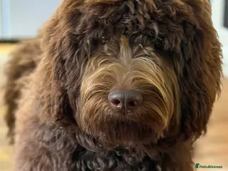 Labradoodle dogs LAST 4 STANDARD MULITIGENERATIONAL DOUBLE DOODLES - Advert 17