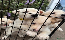 Mixed Breed dogs for sale: Beautiful Puppies looking for their forever home♥️ - Image 29