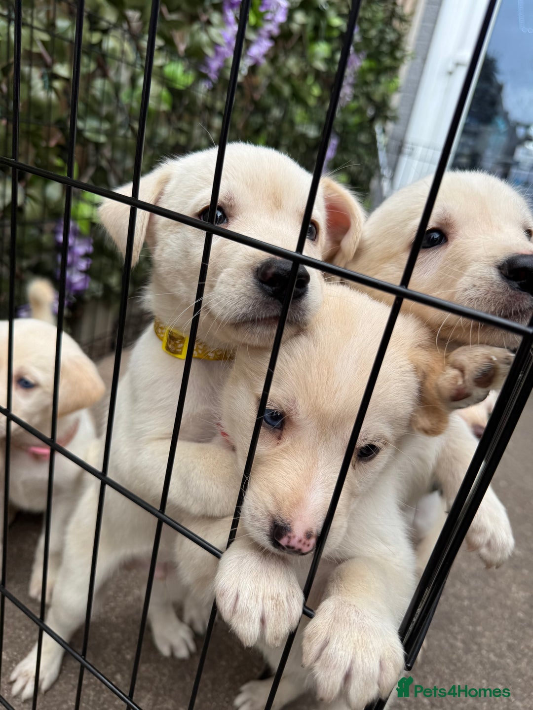 Mixed Breed dogs for sale: Beautiful Puppies looking for their forever home♥️ - Image 29