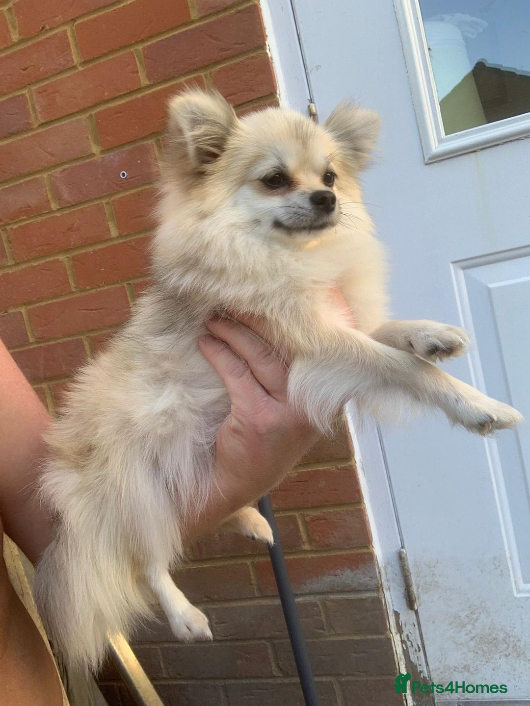 Pomeranian dogs for sale: Pomeranian - Image 10