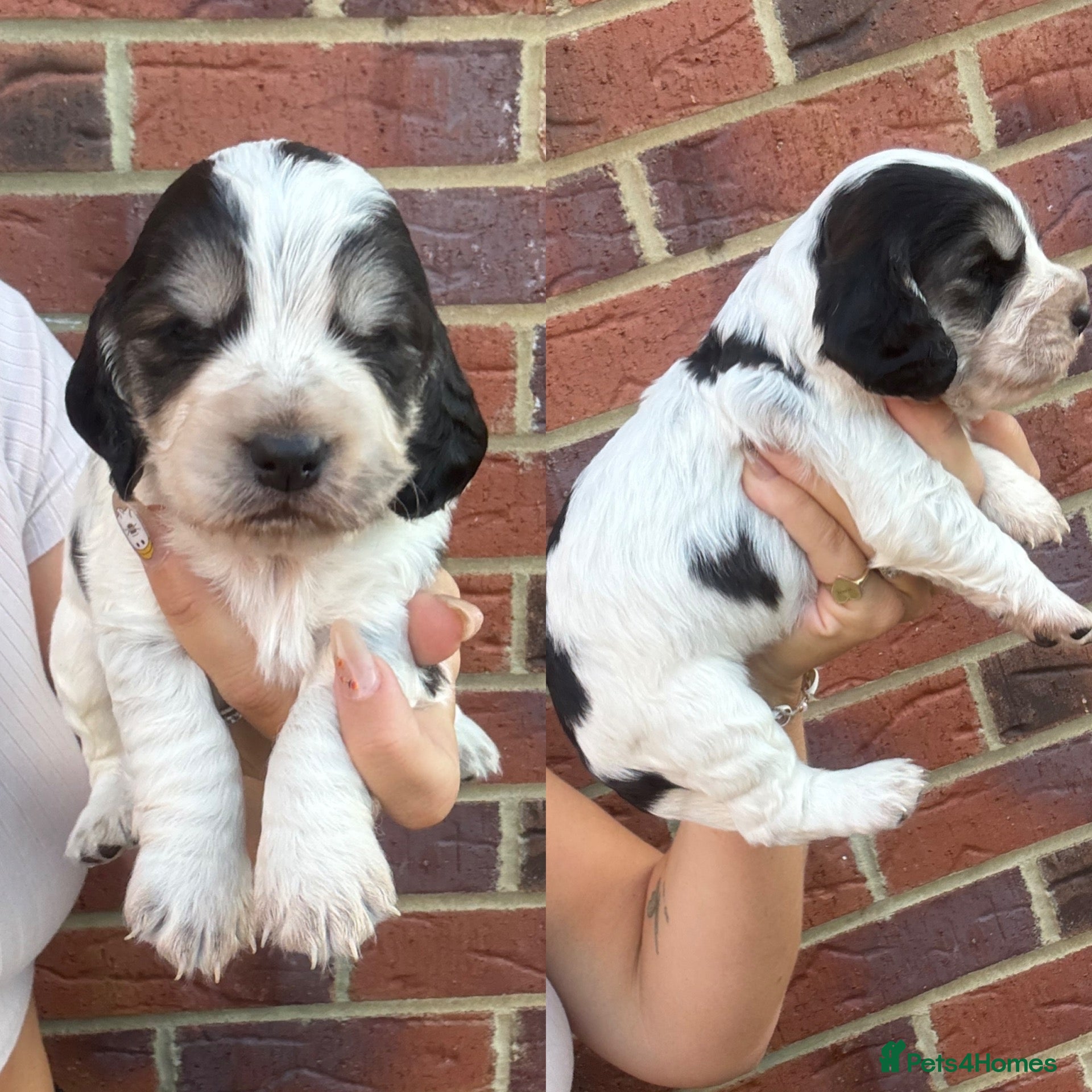 Cocker Spaniel dogs Stunning cocker spaniel puppies  - Advert 2