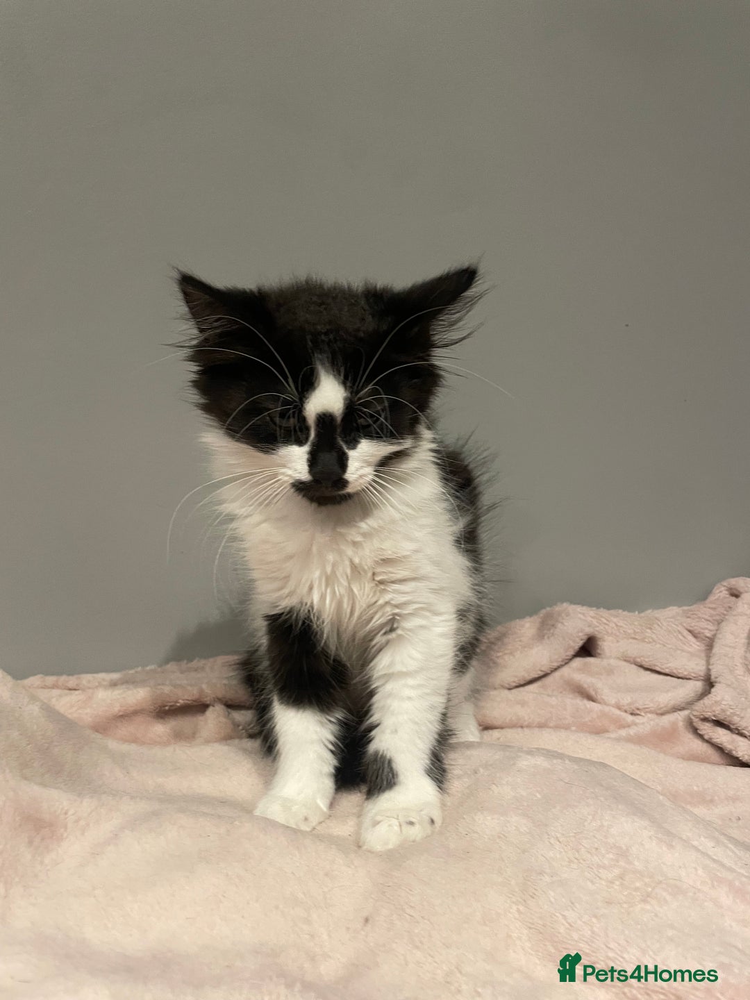 Mixed Breed cats for sale: Black and white mixed cat  - Image 2