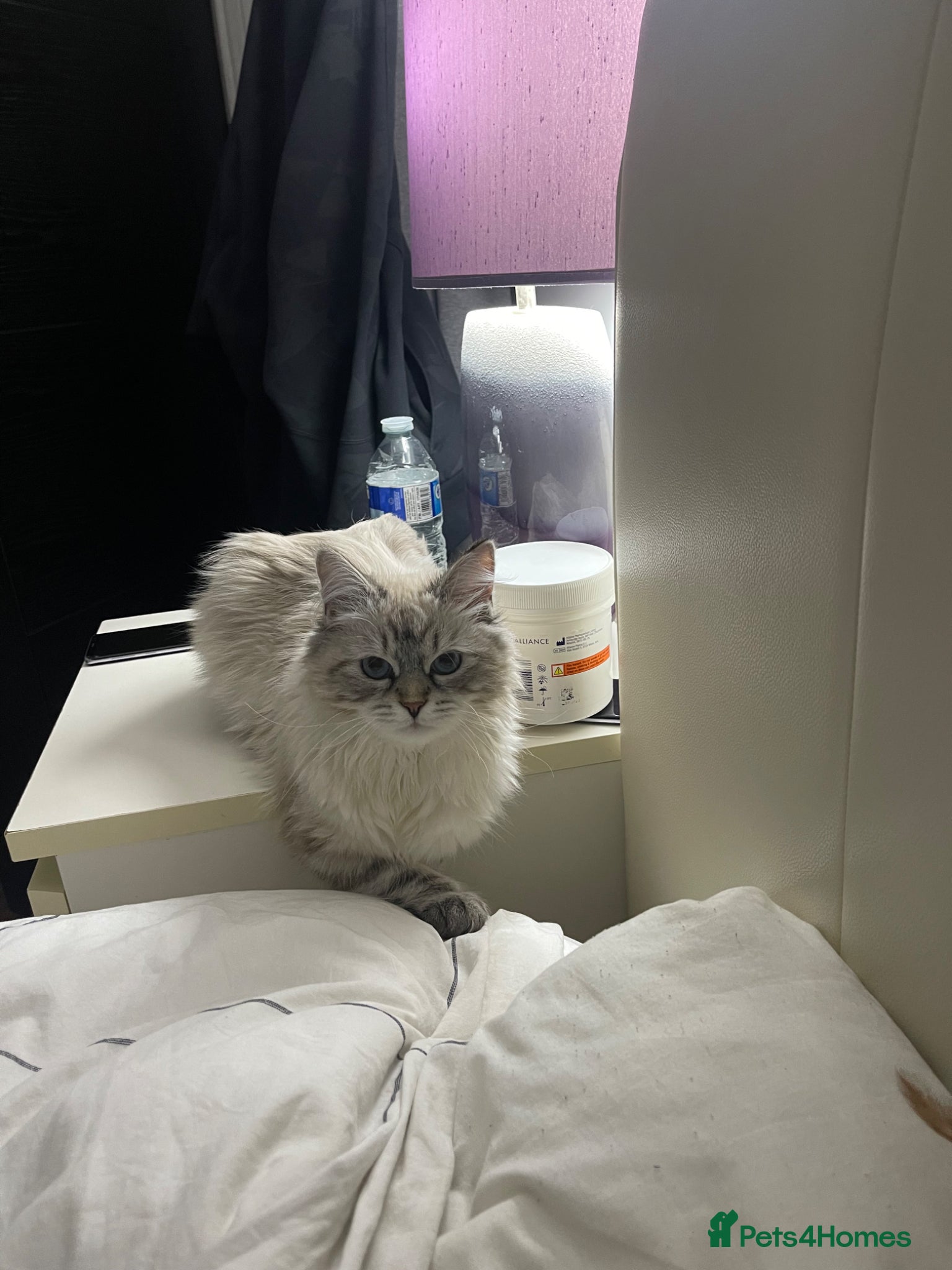 Siberian cats Coco, Stunning 8-Month Siberian, Fully Vaccinated - Advert 1