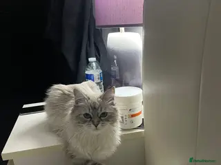 Siberian cats Coco, Stunning 8-Month Siberian, Fully Vaccinated - Advert 2