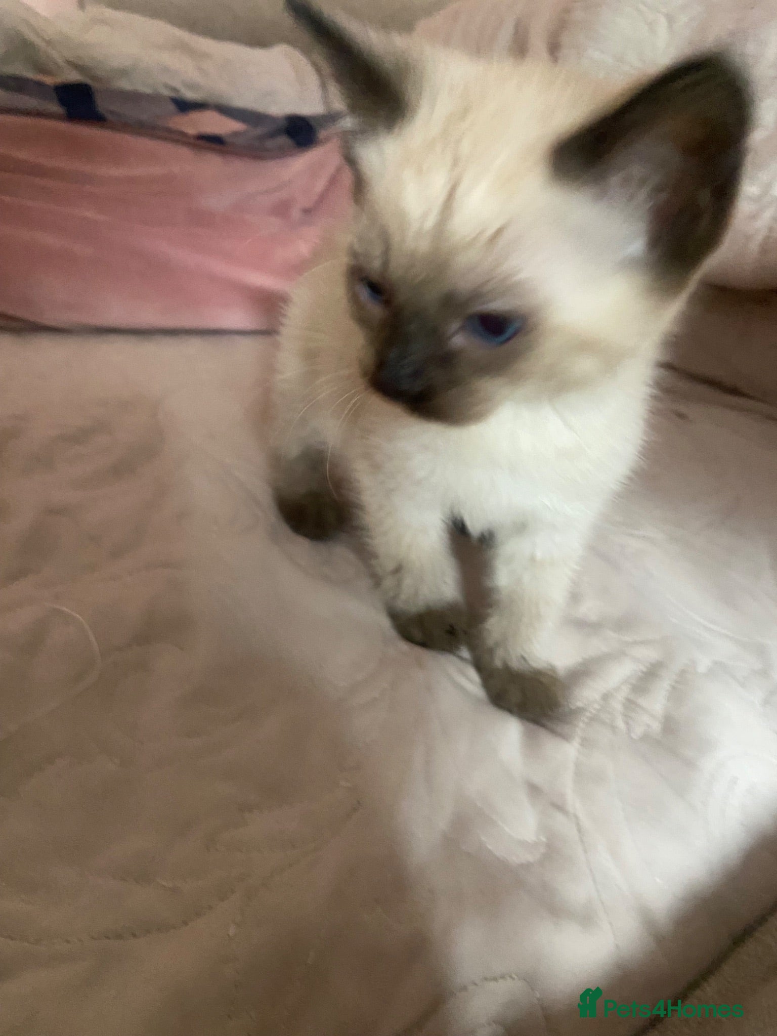 Ragdoll cats Beautiful kittens ready now 8weeks £50 - Advert 1