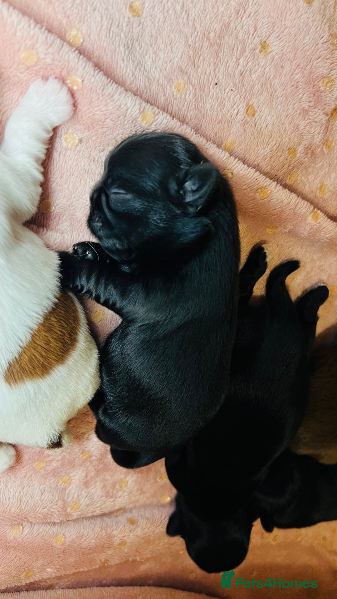 Shih Tzu dogs for sale: Shih Tzu Puppies - Advert 11