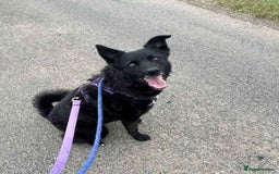 Mixed Breed dogs for adoption: JASMINE – Gorgeous Hungarian Mudi - Image 1