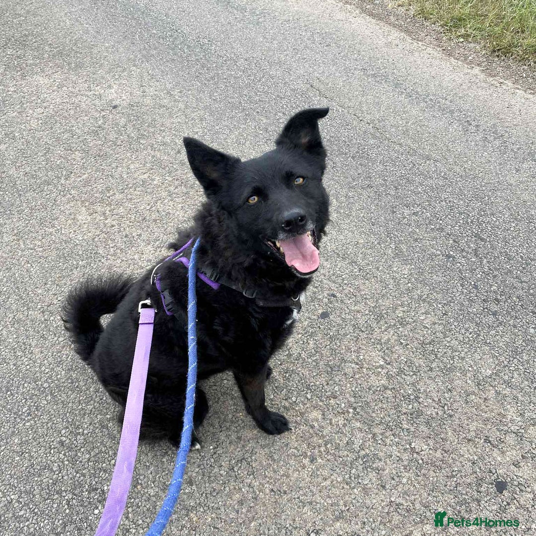 Mixed Breed dogs for adoption: JASMINE – Gorgeous Hungarian Mudi - Image 1