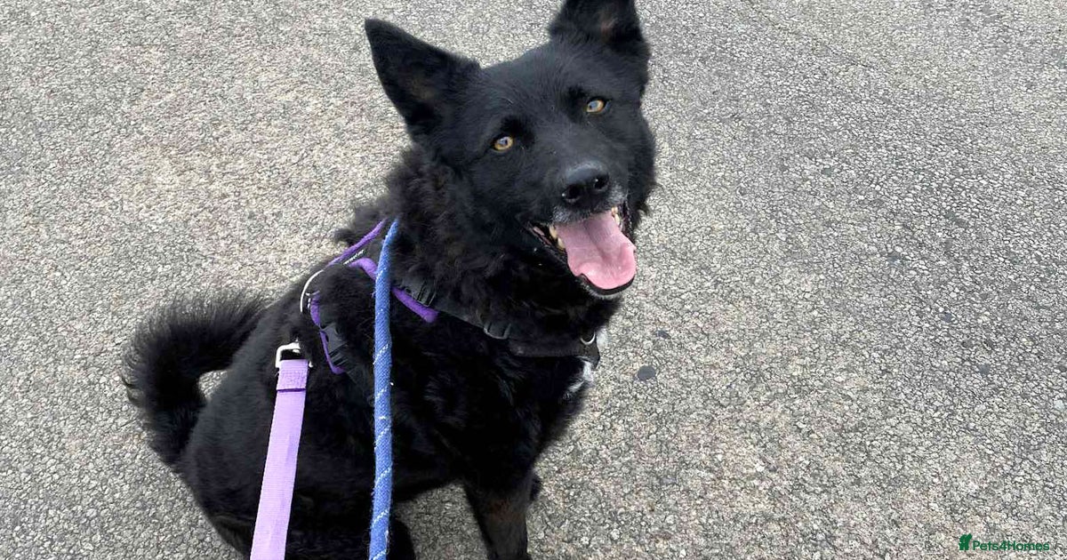 JASMINE – Gorgeous Hungarian Mudi for adoption in Worcester