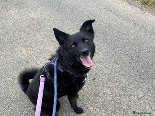 Mixed Breed dogs - Advert 11