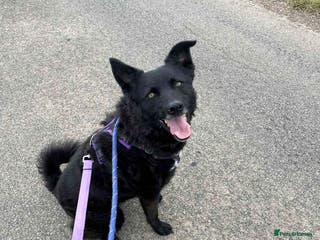 Mixed Breed dogs JASMINE – Gorgeous Hungarian Mudi - Advert 12