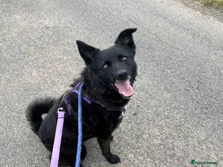 Mixed Breed dogs JASMINE – Gorgeous Hungarian Mudi - Advert 1