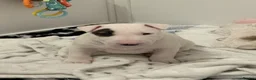 English Bull Terrier dogs for sale: Beautiful bull terrier available  - Advert 5