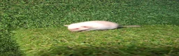 Rat rodents for sale: DWARF RATS - Advert 5