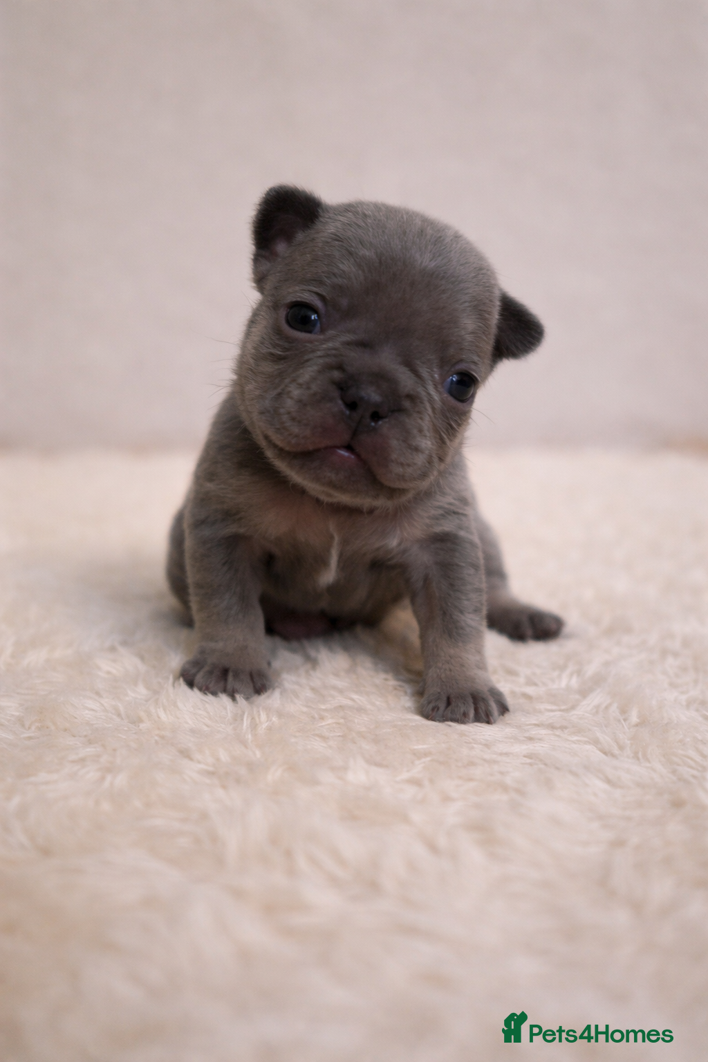 French Bulldog dogs Frenchie puppies  - Advert 10