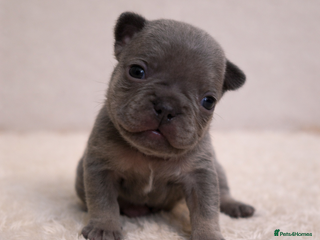 French Bulldog dogs Frenchie puppies - Advert 10