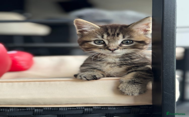 Munchkin cats LAST 1!! 🐱 MUNCHKIN X RAGDOLL KITTEN - Tiny Legs - Advert 11