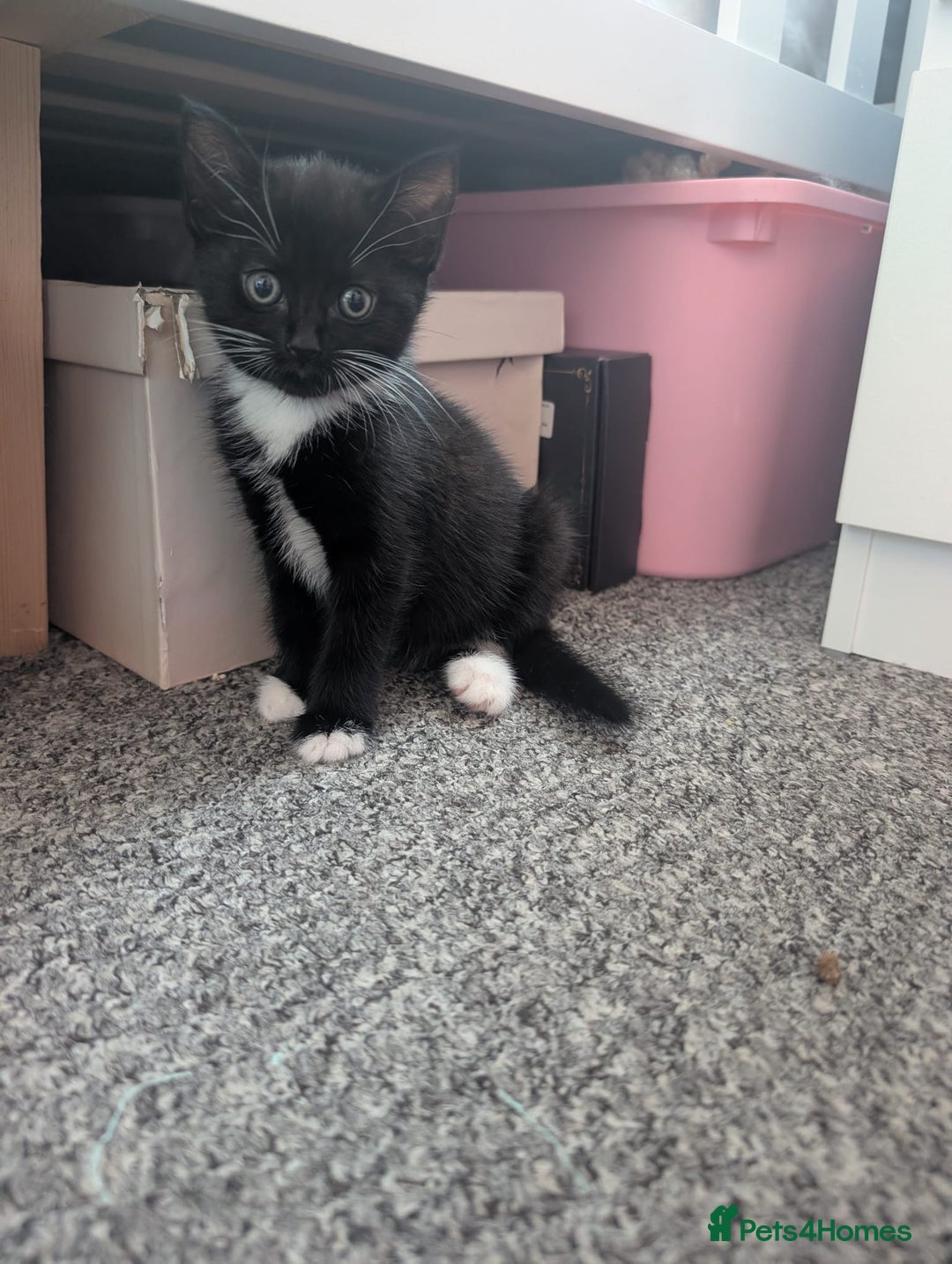 Mixed Breed cats for sale: Tuxedo kitten looking for a new home - Image 6