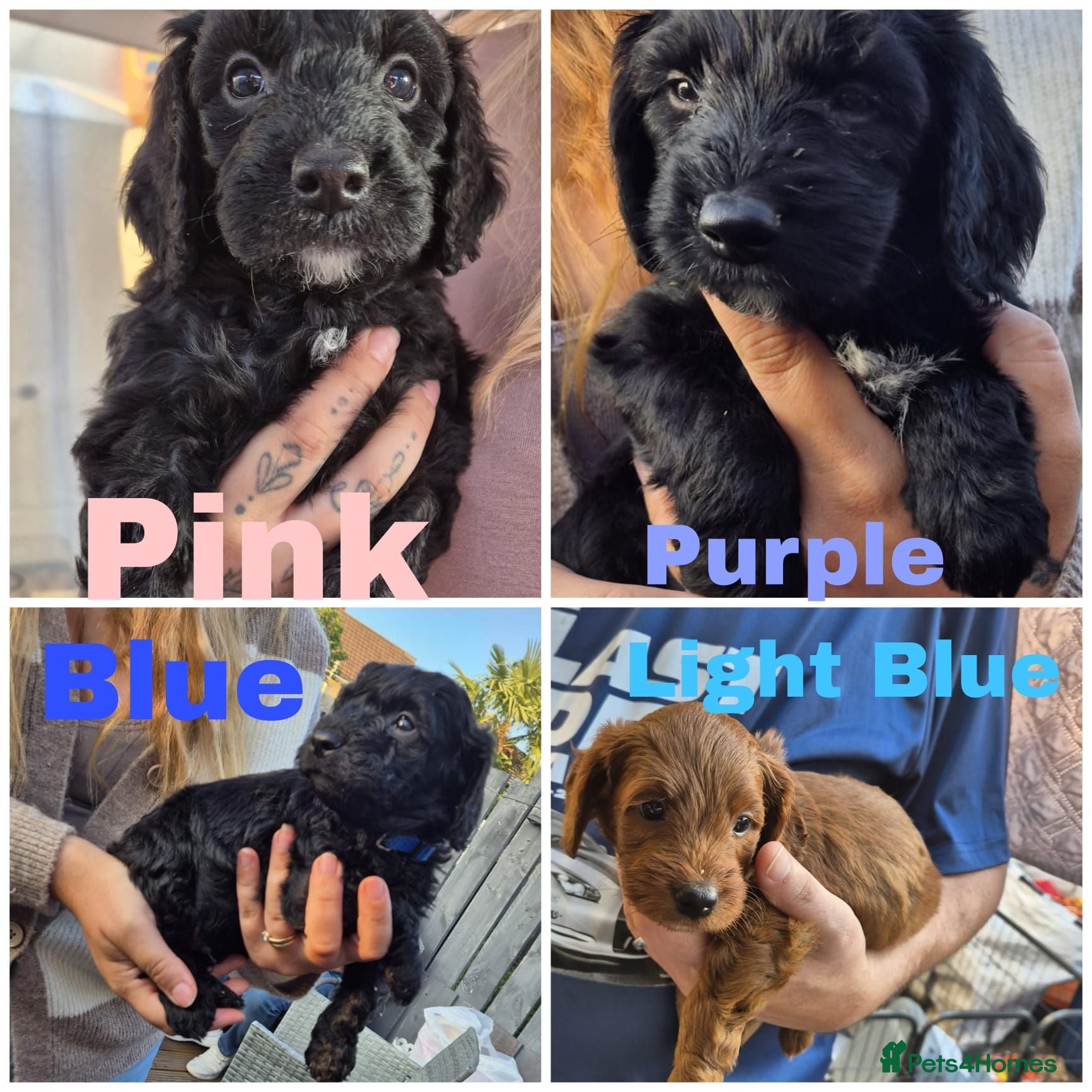 Cockapoo dogs F2 cockerpoos 2 week old  - Advert 11