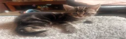 Mixed Breed cats for sale: Mixed bengal - Advert 16