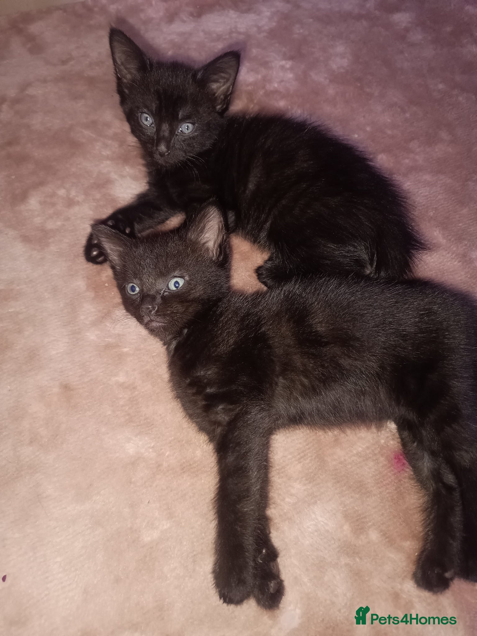 Mixed Breed cats Two 2 females all black kittens  - Advert 15