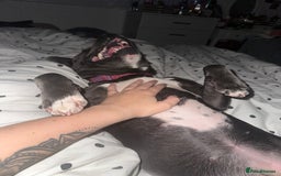 Mixed Breed dogs for sale: FEMALE STAFFY - Image 5