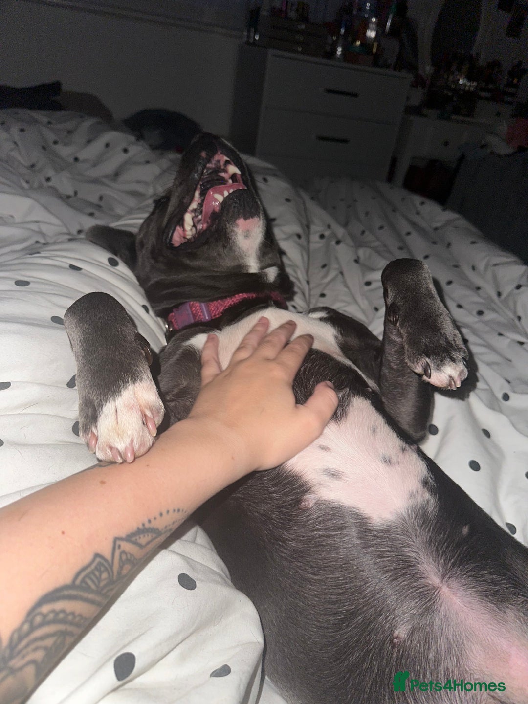 Mixed Breed dogs for sale: FEMALE STAFFY - Image 5