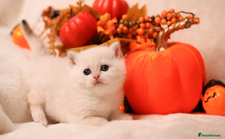 British Shorthair cats - Advert 9