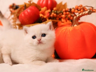 British Shorthair cats - Advert 36