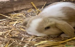 Mini Lop rabbits for sale: 2 Female Minilop Babies for sale £100 for the pair - Image 6